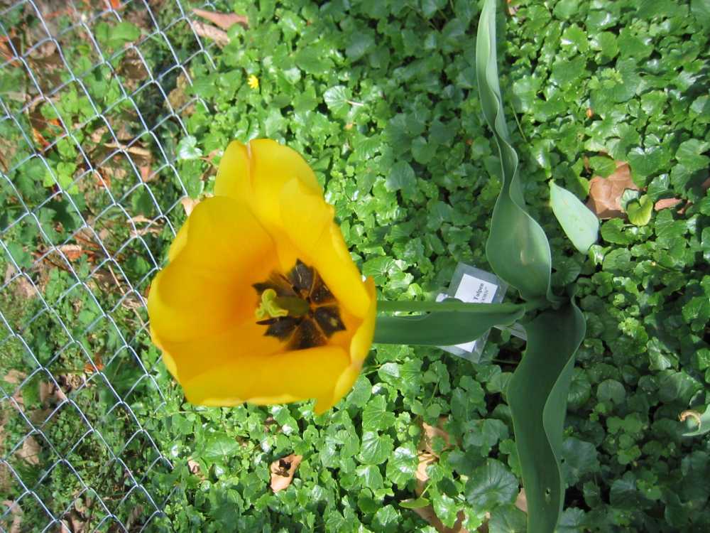Tulipa cultorum 'Golden Apeldoorn' (Tulpe)